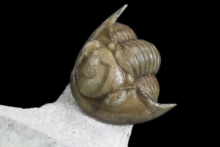 Rare, Silurian Proetus Trilobite - Estonia #97458